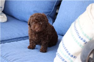 Patch - Poodle, Toy for sale