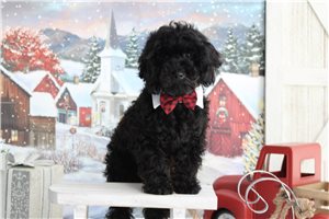 Thiago - Poodle, Toy for sale