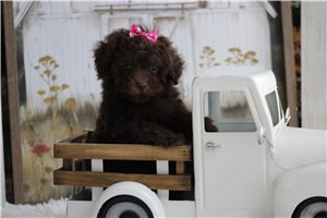 Pamela - puppy for sale