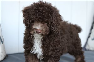 Pickles - Poodle, Toy for sale