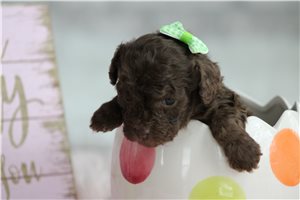 Luciana - puppy for sale