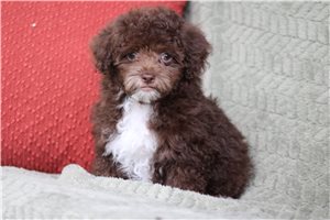 Oakland - Poodle, Toy for sale