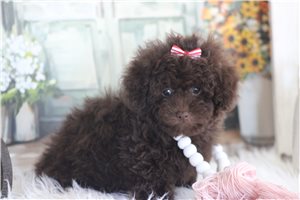 Luciana - Poodle, Toy for sale