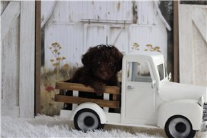 Paisley - Miniature Poodle for sale