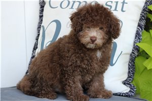 Poe - Poodle, Toy for sale