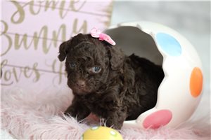Lillian - Miniature Poodle for sale