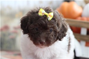 Henrietta - puppy for sale