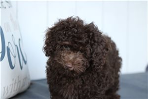 Patch - Poodle, Toy for sale