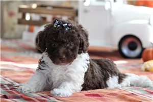 Hope - puppy for sale