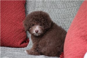 Mack - Poodle, Toy for sale