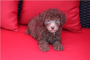 Poe - Poodle, Toy for sale
