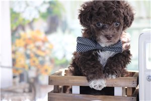 Oakland - Toy Poodle for sale