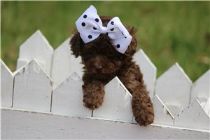 Lillian - Poodle, Toy for sale