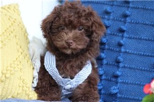 Foxy - Poodle, Toy for sale