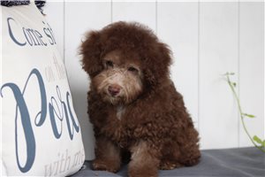 Poe - Toy Poodle for sale