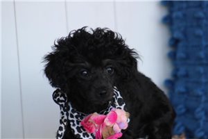 Ethel - Poodle, Toy for sale