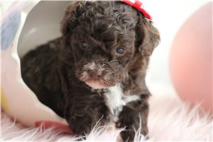 Leona - puppy for sale