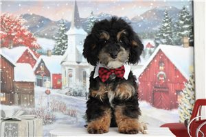 Daniel - Poodle, Toy for sale