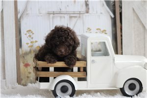 Paloma - Miniature Poodle for sale