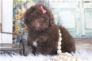 Leanne - Poodle, Toy for sale