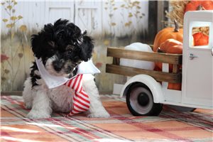 Hercules - puppy for sale