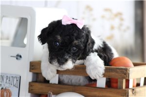 Hermione - puppy for sale