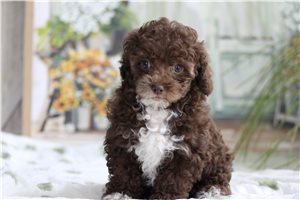 Oakland - Toy Poodle for sale