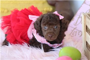 Olivia - puppy for sale