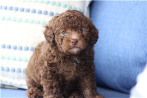 Poe - puppy for sale
