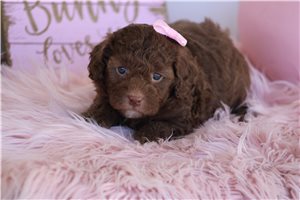 Maisey - puppy for sale