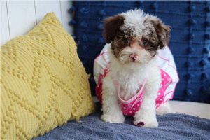 Gwen - Poodle, Toy for sale