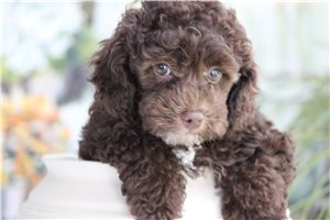Othello - Poodle, Toy for sale