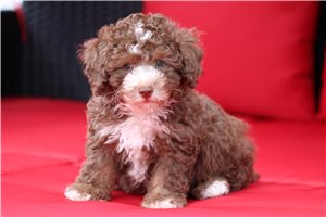 Pirate - Poodle, Toy for sale