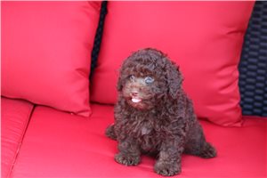 Patch - Poodle, Toy for sale