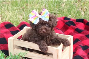 Luciana - Poodle, Toy for sale