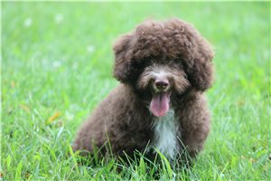 Pickles - Poodle, Toy for sale