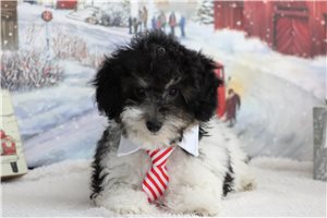 Holden - Poodle, Toy for sale