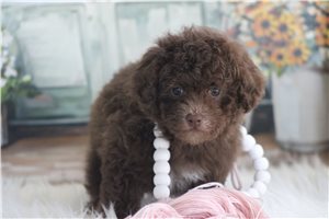 Lillian - Poodle, Toy for sale