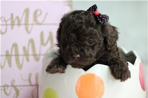 Louisa - puppy for sale