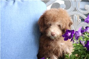 Mack - Poodle, Toy for sale