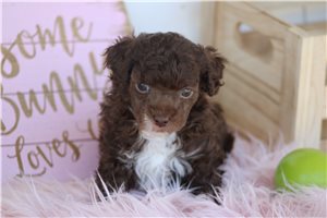 Oakland - puppy for sale