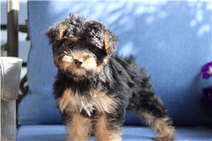 Nyla - Yorkiepoo - Yorkie Poo for sale