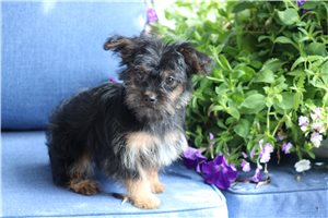 Natasha - Yorkiepoo - Yorkie Poo for sale