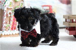 Norman - Yorkiepoo - Yorkie Poo for sale