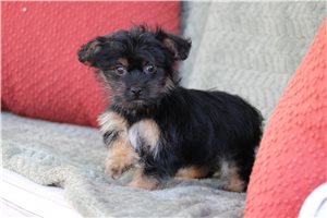 Natasha - Yorkiepoo - Yorkie Poo for sale