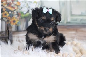 Nyla - Yorkiepoo - Yorkie Poo for sale