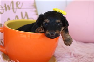 Natasha - Yorkiepoo - Yorkie Poo for sale