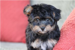 Nyla - Yorkiepoo - Yorkie Poo for sale
