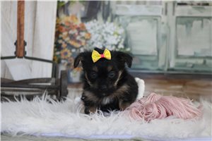 Natasha - Yorkiepoo - Yorkie Poo for sale