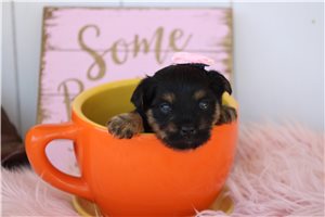 Nyla - Yorkiepoo - Yorkie Poo for sale